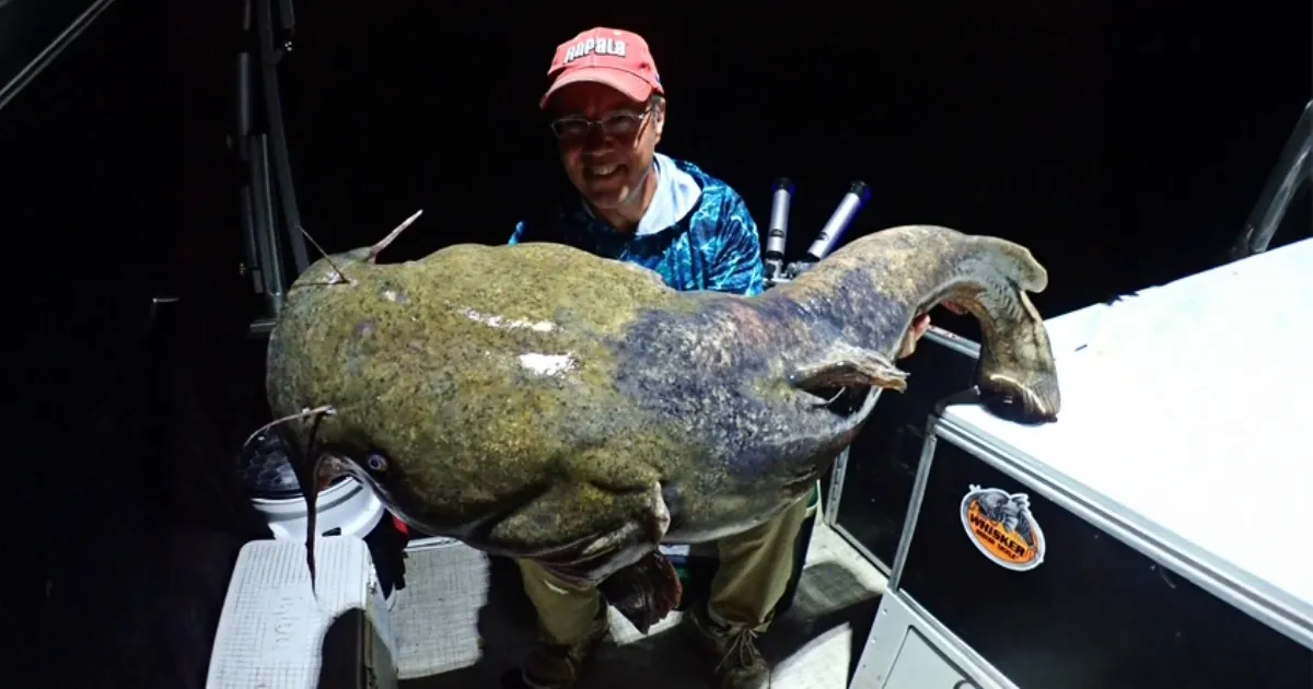 Trophy Catfish Fishing Charter - After Dark | St. Joe River | Gold